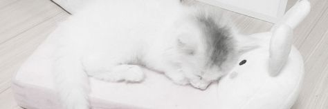 White Cat Banner Discord, White Aesthetic Banner, White Discord Banner, White Ferret, Cat Banner, Banner White, White Banner, Cute Twitter Headers, Cute Headers For Twitter