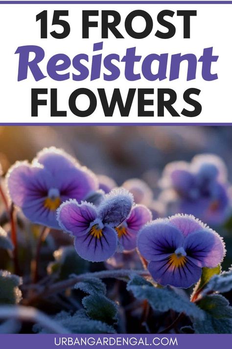 Plants That Last Through Winter, Spring Flowers For Front Porch, Flowers To Plant In January, Winter Aconite Flowers, Winter Potted Plants Outdoor Cold Weather, Winter Front Yard Landscaping, Winter Garden Flowers, Zone 9 Winter Flowers, Winter Garden Ideas Outdoors