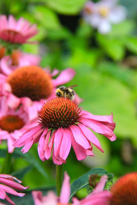 Coneflower Colors, Purple Coneflower, Save The Bees, Paint Party, Wild Flowers, Bee, Paint, Purple, Flowers