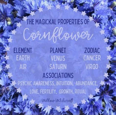 Blue Cornflower Witchcraft, Cornflower Magical Properties, Cornflower Witchcraft, Flower Witchcraft, Witchy Plants, Herb Magick, Magickal Correspondences, Bohemian Studio, Herbal Witch