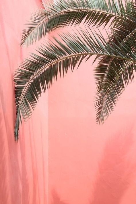 Instagram Backgrounds, Leaves Wallpaper Iphone, Wall Paper Phone, Plant Wallpaper, Pastel Pink Aesthetic, Pink Wall, Coconut Tree, Leaf Wallpaper, Iphone Background Wallpaper