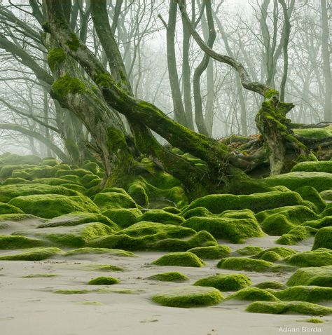 Paradis Sombre, Moss Covered, Moss Garden, Foto Art, Environment Design, Jolie Photo, Environmental Art, Nature Aesthetic, Fantasy Landscape