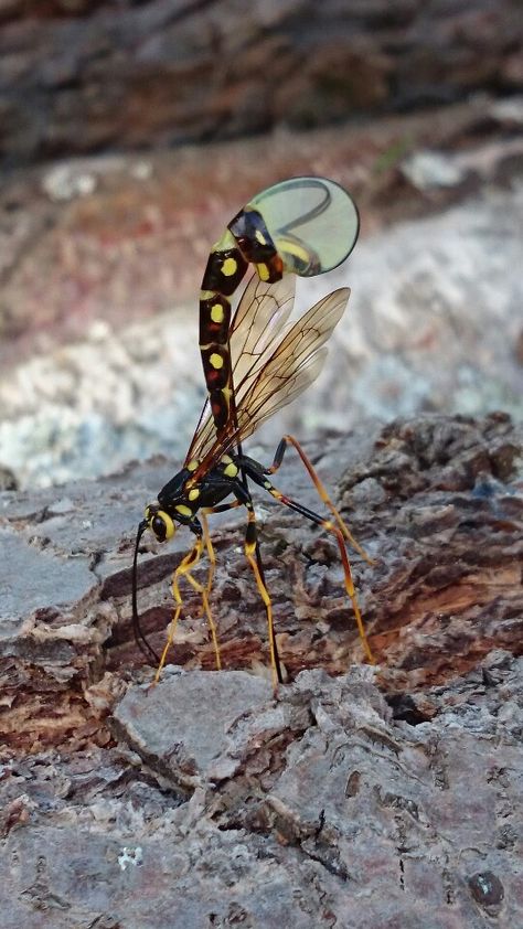 Parasitic wood wasp Wood Wasp, Wasp, Beautiful Things, Moth, Insects, Bee, Wood, Animals