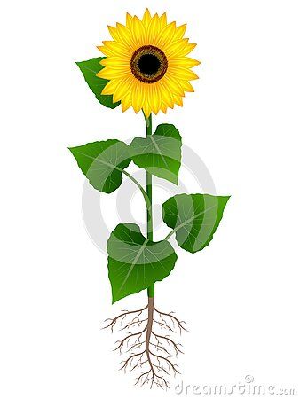 flower-sunflower-roots-white-background-beautiful-illustration Sunflower With Roots Tattoo, Roots Drawing, Roots Tattoo, Flower Sunflower, Beautiful Illustration, Background Beautiful, Art References, Flower Drawing, Art Reference