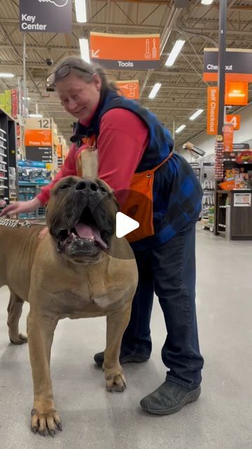 Pretty much what Walking a Trex on a leash would be like “Vader” is a sight to see it’s hard to believe when you see him in person ... | Instagram Funny Animal Videos Dogs, Puppies And Babies, Presa Canario Puppy, Really Funny Dog Videos, Cute Big Dogs, Dog Videos Funny, Celebrity Dogs, Presa Canario, Big Puppies