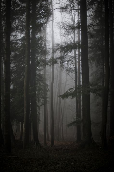 Out in the Woods by Kathrin Loges und Jan Wunderlich , via Behance Woods Backgrounds Aesthetic, Dark Woods Backgrounds, Being Chased In The Woods Aesthetic, Dark Woods Photography, The Woods Aesthetic Dark, Haunted Woods Aesthetic, Out Of The Woods Aesthetic, Into The Woods Aesthetic, Dark Woods Aesthetic