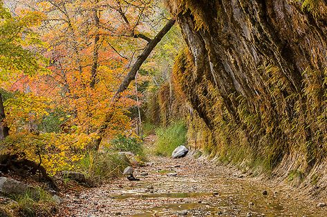 Lost Maples State Park, Garner State Park, Winter Hibernation, Types Of Trees, Guadalupe Mountains National Park, Guadalupe Mountains, Bald Cypress, National Park Photos, Cypress Trees