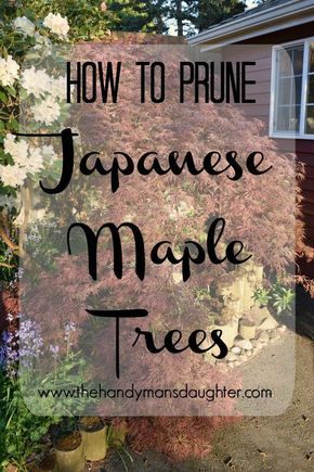 Japanese Maple Tree Varieties, Spring Pruning, Maple Tree Landscape, Weeping Trees, Family Tree Poster, Iron Grill, Japanese Tree, Maple Trees, Japanese Maple Tree