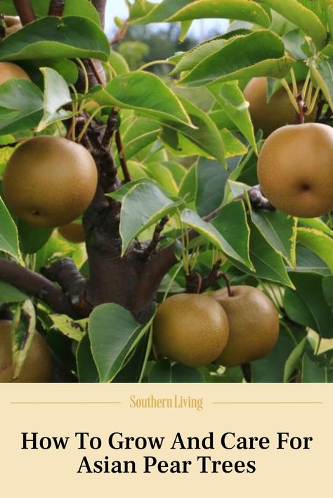 Asian Pear Tree, Pear Varieties, Flowering Pear Tree, Southern Garden, Pear Trees, Apple Pear, Plant Diseases, Green Fruit, Bountiful Harvest