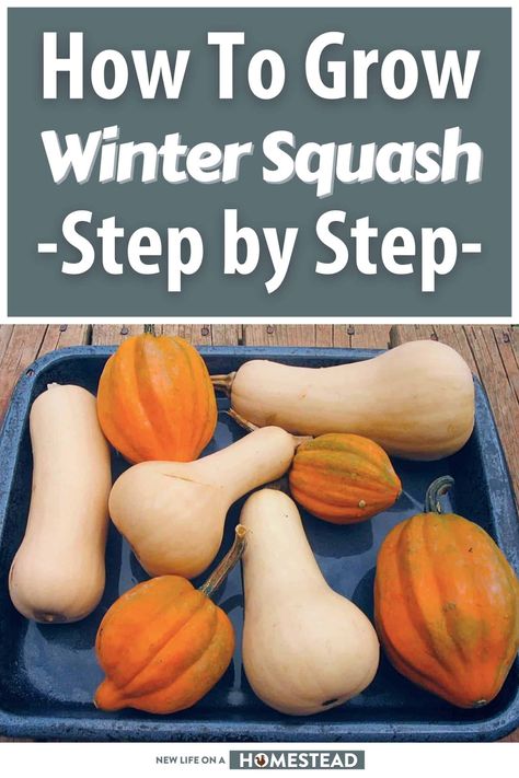 Growing winter squash is easier than you think! Check out which varieties are best, and how to do it. #gardening #squash Growing Winter Squash, Francis Bacon, Veg Garden, Homestead Survival, Winter Squash, How To Grow, Gardening Tips, To Grow, You Think