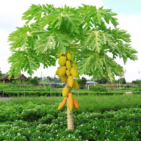 Grow An Exotic Tropical Fruit in Your Own Backyard!  -   The Yellow Papaya Tree is the perfect fit for anyone looking to easily grow sweet tropical fruit. Rapidly growing in the sunny, warm climates of zones 9-11, the Yellow Papaya is a delicious delight to add to any tropical landscape. Bringing both ornamental and nutritional value, you can't... Papaya Growing, Fuyu Persimmon, Trees Nursery, Papaya Plant, Papaya Tree, Nursery Plants, Growing Trees, Papaya Fruits, Tree Nursery