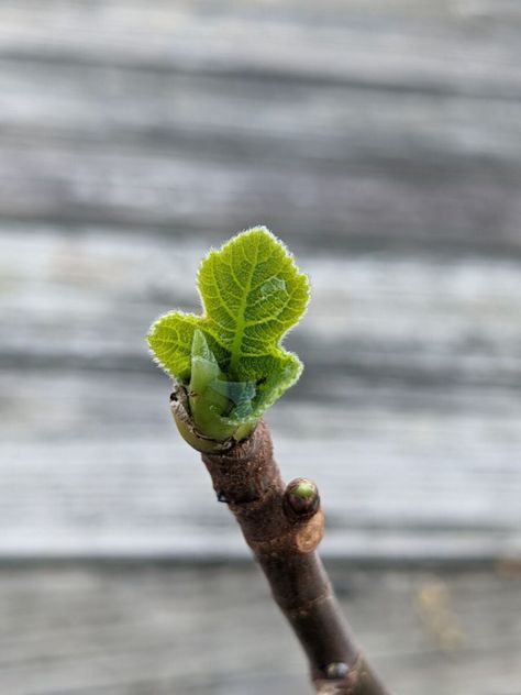 Fig Cuttings, Fig Fruit Tree, Growing Fig Trees, Fig Tree Plant, Fig Varieties, Fruit Tree Garden, Fig Trees, Fig Plant, Fig Fruit