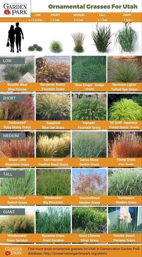 Utah Gardening, Landscape Edging Stone, Ornamental Grass Landscape, Xeriscape Landscaping, Farmhouse Landscaping, Gladioli, Grasses Landscaping, Front Landscaping, Landscape Edging