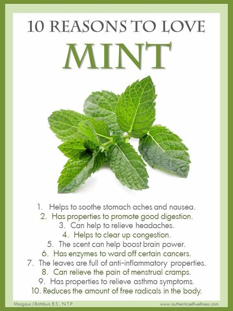 10 Reasons to love and use mint Mint Tea Benefits Health, Mint Benefits Health, Benefits Of Mint Leaves, Mint Uses, Mint Leaves Benefits, Self Wellness, Mint Benefits, Cleansing Herbs, Food Health Benefits