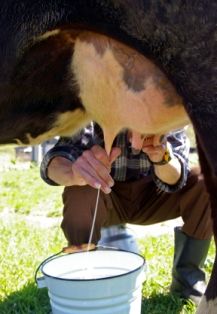 Milking a cow Milking A Cow, Milk The Cow, Homesteading Skills, Dairy Cows, Farms Living, Dairy Farms, Down On The Farm, A Cow, Rural Life