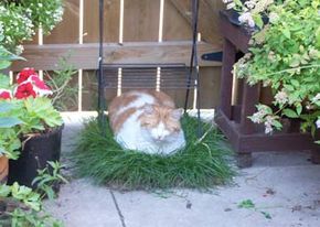 Cat friendly garden ideas for apartment patios and balconies Grass Garden Ideas, Apartment Patios, Cat Friendly Plants, Pinterest Training, Cat Safe Plants, Grass Garden, Cat Patio, Living With Cats, Pet Enclosure