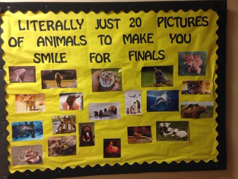 Social Justice Ra Bulletin Board, Study Tips Bulletin Board Ra, Bulletin Board Boarders Idea, Stuco Bulletin Board Ideas, University Bulletin Board Ideas, Funny Ra Boards, Thanksgiving Ra Bulletin Boards, Hr Bulletin Board Ideas, Ffa Board Ideas