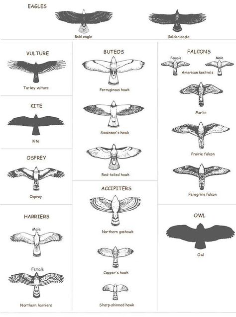 Raptors. Birds. Wings. Bird Of Prey Tattoo, Falcon Tattoo, Herren Hand Tattoos, Hawk Tattoo, Tatuagem Masculina Pequena, Tato Henna, Bird Types, Eagle Tattoos, Eagle Tattoo