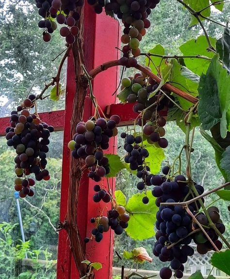 Grape 2024 #homegarden #homegrown #gardenlife #zone5b #HomegrownFruits #HomeGrownGrapes #grapes #seedlessgrapes Grape Orchard, Grapes Growing, Thomcord Grapes, Wild Grapes, Concord Grapes, Grapes Leaves, Grape Varieties, Growing Grapes, August 17