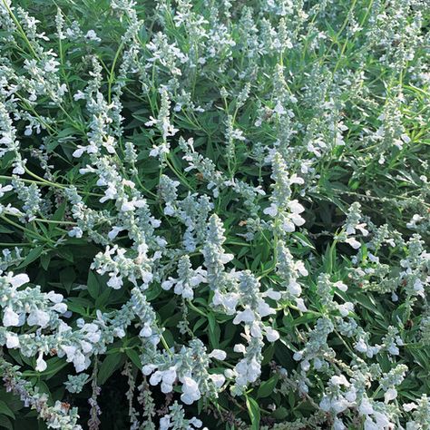 'White flame' is a Hardy Salvia with Serious Flower Power - Fine Gardening White Salvia, Blue Chill, Tv Icon, Fine Gardening, Flower Spike, Small Space Gardening, Ground Cover, Drought Tolerant, Cool Plants