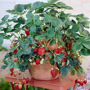 Strawberry Bushes on Fast-Growing-Trees.com Everbearing Strawberries, Strawberry Bush, Leftover Strawberries, Strawberry Varieties, Strawberry Plant, Berry Bushes, Growing Strawberries, Tree Nursery, Fast Growing Trees