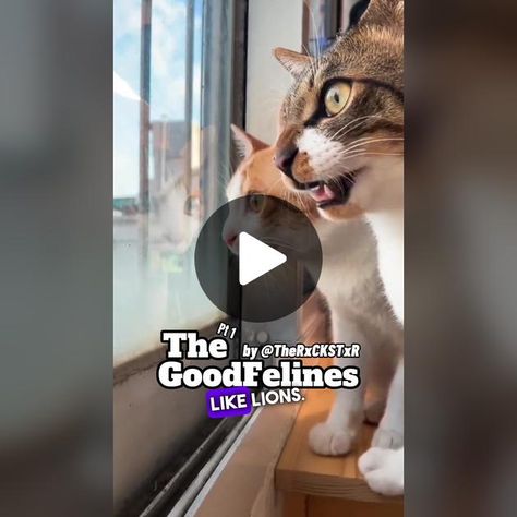 What cats think about #dog #voiceover #funnyvideos #pet #foryou | Dog Voice Over | TikTok Voice Overs, What Cat, Make Your Day, The Voice, Funny Gif, Make Your, Pet, Dogs, Animals