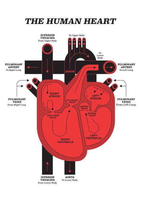 Human Heart Diagram, Cool Screensavers, Tricuspid Valve, Heart Diagram, Glicee Prints, Graphic Design Infographic, Human Centered Design, Medical School Motivation, Heart Illustration