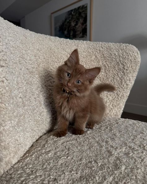 Cinnamon Ragdoll Cat, Kittens Aesthetic, Pet Aesthetic, Kitten Aesthetic, Cats Pics, Different Types Of Cats, Cute Kitties, Dream's Cat, Rare Cats