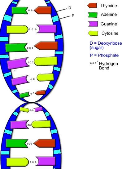 : Hydrogen bonds between nitrogenous bases in nucleotides on the two strands of DNA (guanine pairs with cytosine, adenine with thymine). This gives rise to the double-helix structure that is crucial to the transmission of genetic information. Dna Double Helix Model, Dna Model Project, Dna Worksheet, Dna Activities, Dna And Genes, Dna Drawing, Dna Facts, Tabel Periodik, Structural Formula