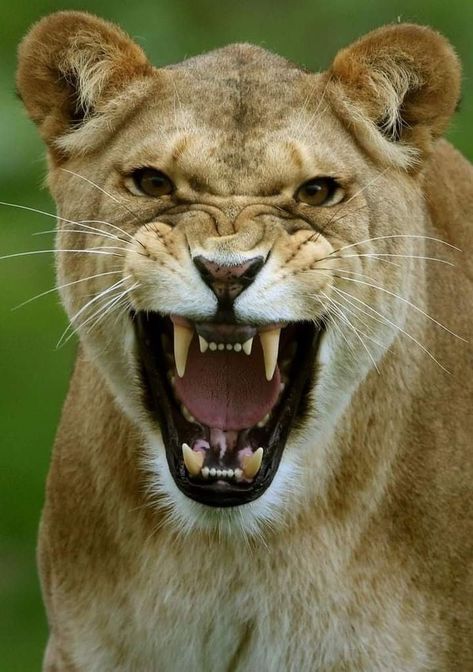 Angry Lioness Tattoo, Female Lion Tattoo, I'm Angry, Angry Animals, Female Lion, Biblical Paintings, Lion Pictures, Animal Anatomy, Bad Cats