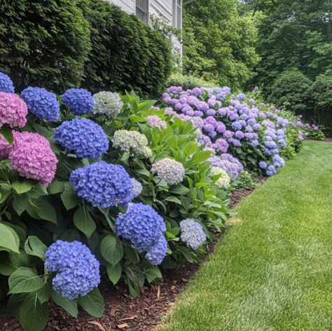 Fall Hydrangea Care: Essential Tips for a Healthy Bloom Next Year - Crafty Home Creators Landscape With Hydrangea, Hydrangeas In Front Of House, Types Of Hydrangeas, Fall Hydrangea, Grow Avocado, Hydrangea Care, Growing Hydrangeas, Avocado Tree, Organic Mulch