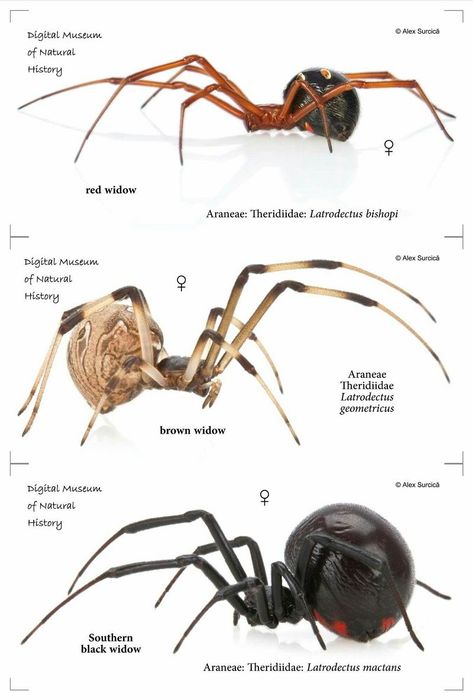 Spider Identification Chart, Spider Identification, Insect Anatomy, Dangerous Spiders, Carlisle Pennsylvania, Arachnids Spiders, Spider Species, Types Of Spiders, Black And White Snake