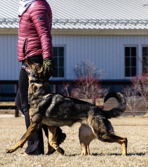 Working Dog Photography, Working German Shepherd, German Shepherd Service Dog, German Shepherd Photography, Baby German Shepherds, Black Shepherd, Protection Dogs, German Shepherd Training, German Sheperd Dogs