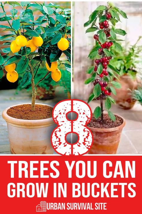 It’s not common to think of growing a tree in a bucket, but many people do it all the time. Typically they’re dwarf varieties planted in large planters, containers, and even… buckets. But why grow trees in buckets? There a number of reasons for considering trees in a bucket. For one, they’re easily portable, or at least easier than transplanting a tree in the ground. And while they can become very heavy, they’re still movable objects. Container Trees, Backyard Homesteading, Homesteading Diy Projects, Fruit Trees In Containers, Witch's Garden, Homesteading Animals, Growing Trees, Fruit Bushes, Bucket Gardening