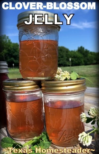 Clover Jelly Recipe, Clover Jelly, Clover Blossom, Floral Food, Sweet Clover, Edible Flowers Recipes, Canning Jam, Homemade Jelly, Jelly Recipe