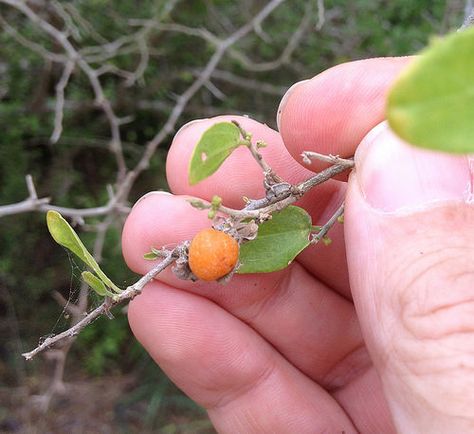 Desert Hackberry Permaculture Farm, Desert Area, Dry Desert, Scientific Name, High Desert, Wild Edibles, Farm Design, Wilderness Survival, Medicinal Plants