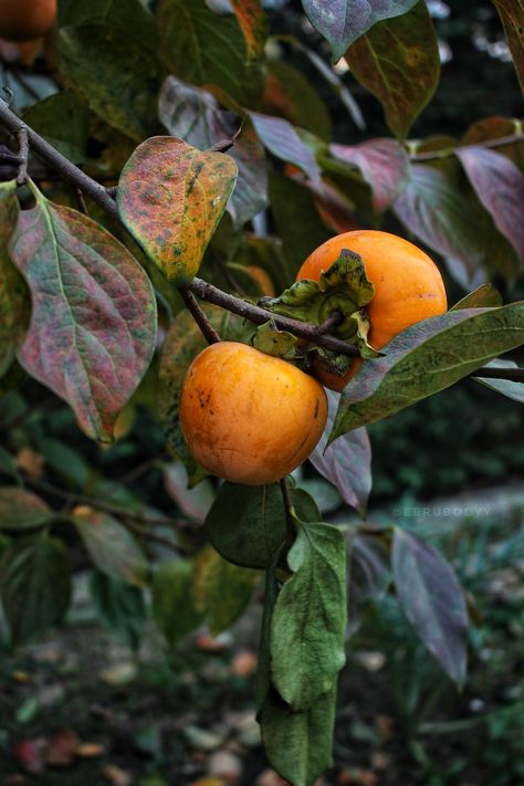 Persimmon Branch, Persimmon Tree, Fruit List, Pretty Photography, Flower Boutique, Botanical Painting, Persimmon, Vibrant Orange, The Snow