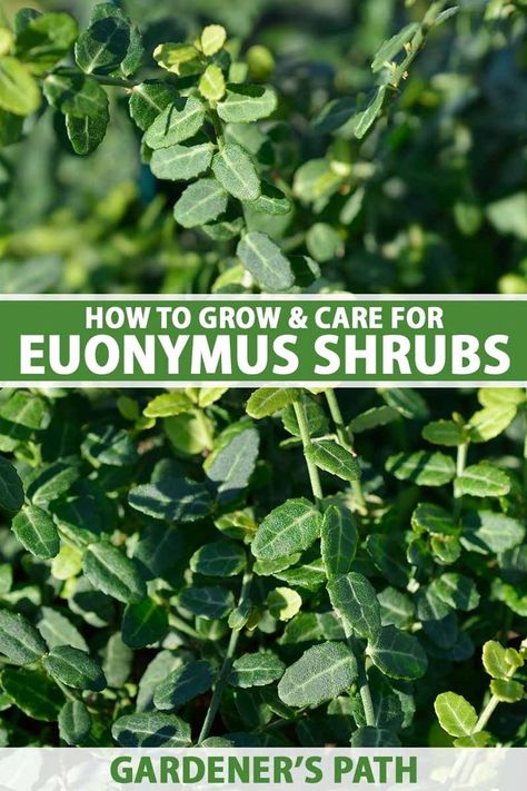 Euonymus plants are versatile, gorgeous, and only require a moderate amount of work to keep sharp. Specimens, accents, hedges, vines... these guys meet many different landscape needs. In this guide, we’ll go over just how to properly care for Euonymus plants, from propagation to cultivation. #euonymus #gardenerspath Golden Euonymus Landscape, Japanese Euonymus, Manhattan Euonymus, Euonymus Shrub, Wintercreeper Euonymus, Golden Euonymus, Homestead Gardening, Water Wise Plants, Privacy Trees