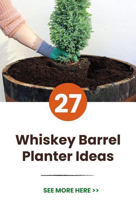 Revive used whiskey barrels as charming planters! This collection of DIY whiskey barrel planter ideas features painted, drilled, stacked, and uniquely planted barrels perfect for flowers, trees, herbs, and shrubs. Upcycle oak barrels into stunning focal points! #whiskeybarrel #oakbarrel #planteridea #paintedbarrel #uniqueplants #focalpoints #patioambiance #gardenstyle #outdoortrends #balconygarden Outdoor Patio Ideas Decorating Whiskey Barrels, Whisky Barrel Planter Ideas, Half Barrel Planter Ideas, Whiskey Barrel Planter Flowers, Whiskey Barrel Planter Ideas, Whiskey Barrel Ideas, Barrel Planter Ideas, Whiskey Barrel Flowers, Diy Whiskey Barrel