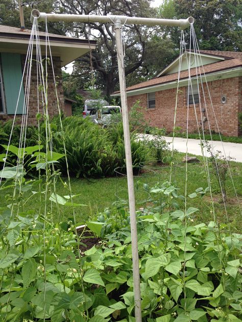 Quick and EAsy PVC pole bean support Bean Support, Pebble Garden, Vertical Vegetable Garden, Diy Trellis, Pvc Pipes, Pole Beans, Recycled Garden, Bottle Garden, Cold Frame