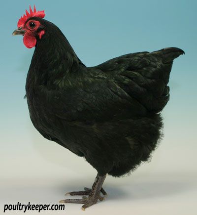 Black Australorp hen That's who Flores is. Appenzeller Spitzhauben, Australorp Chickens, Chickens Art, Araucana Chickens, Australorp Chicken, Chicken Aesthetic, Wyandotte Chicken, Chicken Wallpaper, Black Chicken