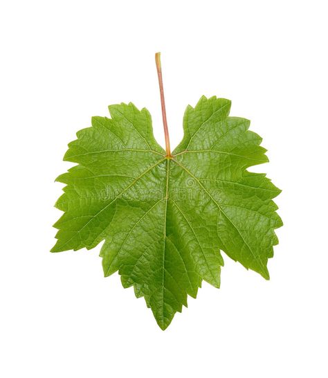 Grapevine Leaf. Single grapevine leaf isolated on white background , #Affiliate, #Single, #grapevine, #Grapevine, #Leaf, #white #ad Grapevine Leaf, Wine Leaves, Nutrition Activities, Nutrition Branding, Vine Leaves, Plakat Design, Flower Art Images, Nutritional Value, Nutrition Education