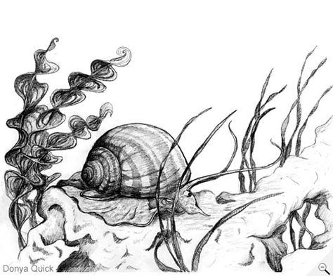 Snail illustration #Under #Water #Snail #Drawing #Pencil #Doodle #Sea #Creature #Art #Design Underwater Flowers Drawing, Under Water Drawing Pencil, Sea Snail Drawing, Under Water Sketch, Underwater Drawing Pencil, Under Water Tattoo, Under Water Drawing, Sea Creature Art, Under The Sea Drawings