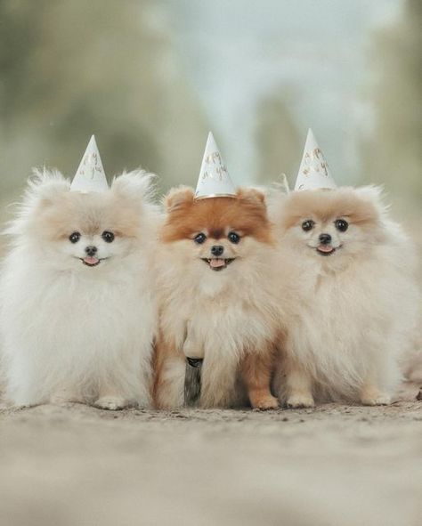 Cute Puppy Photos, German Spitz, Cute Pomeranian, Happy Birthday To Us, Puppy Photos, Little Dogs, My Heart Is Breaking, Pom Poms, Polar Bear