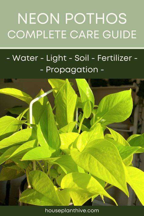 Indirect Light Plants, Neon Pothos Plant Care, Trailing Plants Indoor, Soil For Pothos, Neon Pothos Care, Types Of Pothos Plants, Pathos Plant, Pothos Propagation Soil, Money Plant Care