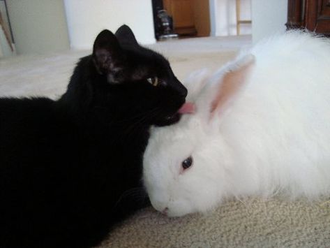 Hugs And Cuddles, Pretty Animals, Mia 3, Opposites Attract, Pet Rabbit, Silly Animals, Silly Cats, White Rabbit, Great Friends