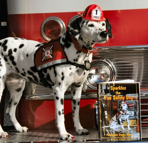 Firefighter Costume, Dalmatian Puppy, Dog Lady, Dalmatian Dogs, Truck Art, Airedale Terrier, Horse Drawn, Dog Photography, Exotic Pets