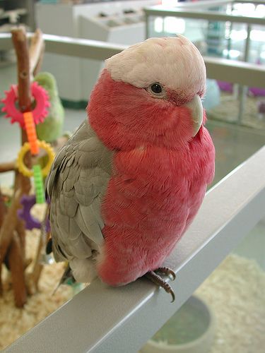 Rose Breasted Cockatoo Rose Breasted Cockatoo, Galah Cockatoo, Parrot Food, Pink Cockatoo, World Birds, Australian Wildlife, Parakeets, Funny Birds, Pet Chickens