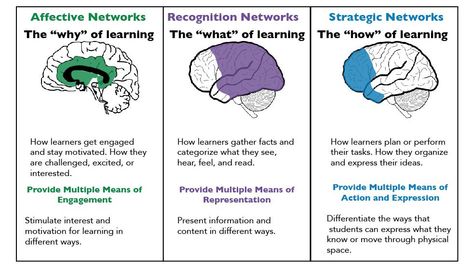 Universal Design for Learning - The K-12 Educational Technology Handbook Brain Based Learning Strategies, Reading Strategies Anchor Charts, Universal Design For Learning, Brain Based Learning, School Counseling Lessons, Psychology Studies, Counseling Lessons, Brain Anatomy, Secondary Ela