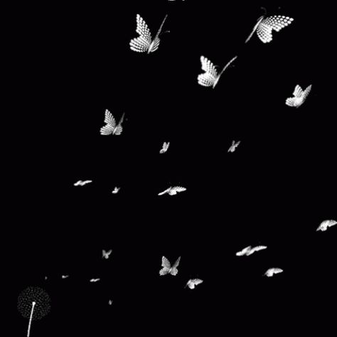 Wings Gif, Butterfly Gif, Black And White Gif, Beau Gif, Butterfly Black And White, Gif Background, Overlays Instagram, Gif Photo, Love Background Images